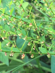 Phyllanthus