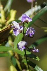 Glycine clandestina