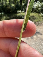 Eragrostis capillaris