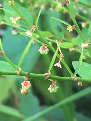Phyllanthus