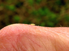 Ciriacremum capense