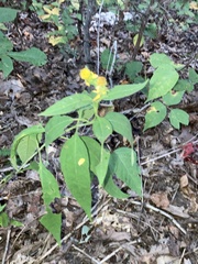 Helianthus decapetalus