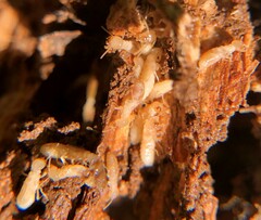 Reticulitermes flavipes