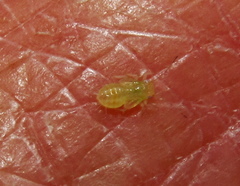 Ciriacremum capense
