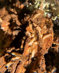 Reticulitermes flavipes