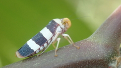 Pseudometopia transversa