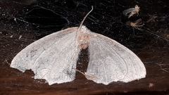 Campaea perlata