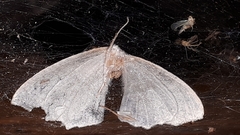 Campaea perlata