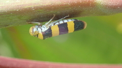 Pseudometopia transversa