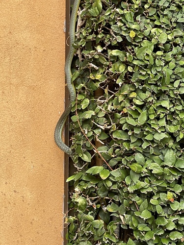 Common Tree Snake sighting