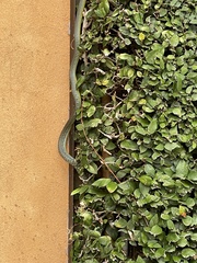 Dendrelaphis punctulatus