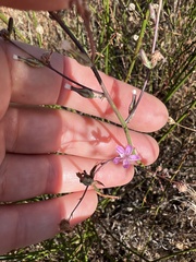 Stephanomeria virgata
