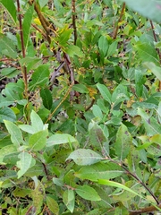 Salix bebbiana