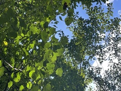 Pyrus ussuriensis