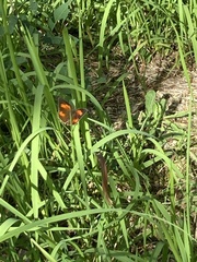 Curetis acuta paracuta