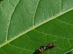 Camponotus subbarbatus
