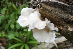 Pleurotus
