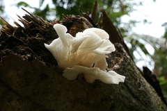 Pleurotus