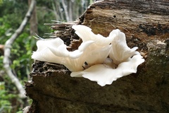 Pleurotus
