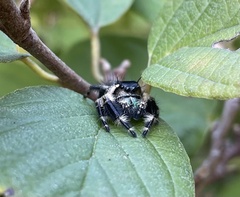 Phidippus otiosus