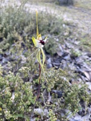Caladenia tensa