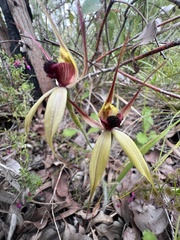 Caladenia macrostylis