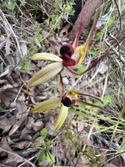 Caladenia macrostylis