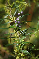 Glycine clandestina