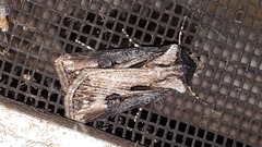 Agrotis venerabilis