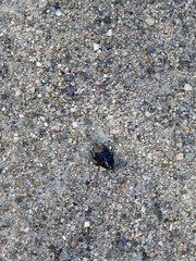 Pangaeus bilineatus