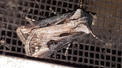 Agrotis venerabilis