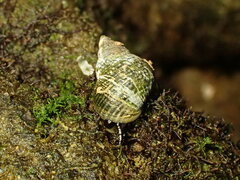 Austrolittorina cincta