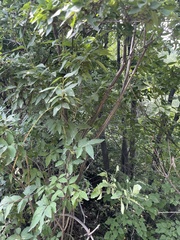 Zabelia biflora
