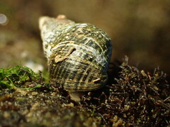 Austrolittorina cincta