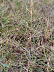 Agrostis gigantea