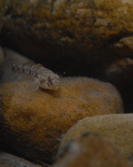 Favonigobius lateralis