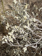 Pseudognaphalium microcephalum