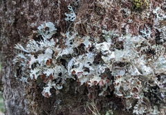 Platismatia tuckermanii