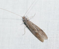 Trichoptera