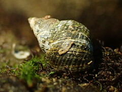 Austrolittorina cincta