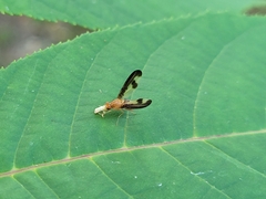 Toxonevra superba