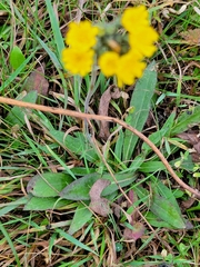 Pilosella caespitosa