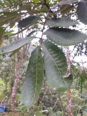 Cupania