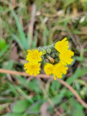 Pilosella caespitosa