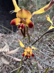 Diuris corymbosa