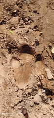 Tapirus terrestris