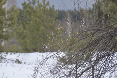 Salix acutifolia
