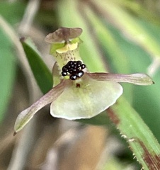 Chiloglottis trapeziformis