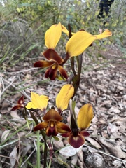 Diuris corymbosa