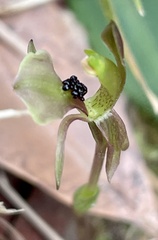 Chiloglottis trapeziformis